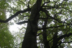 Pozvánka na Den stromů