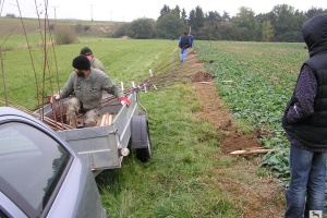 Sázení stromů na Stráňkách 2011